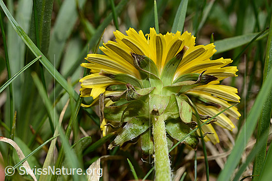 Foto: Gewöhnlicher Löwenzahn (Taraxacum officinale). Blüte und Kelchblätter.