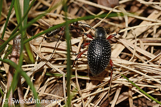 Photo: Otiorhynchus coecus. Length 12mm. View from behind.