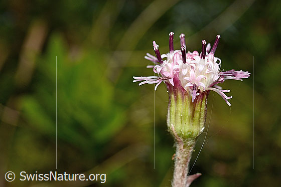 Foto: Alpenlattich (Homogyne alpina). Blüte.