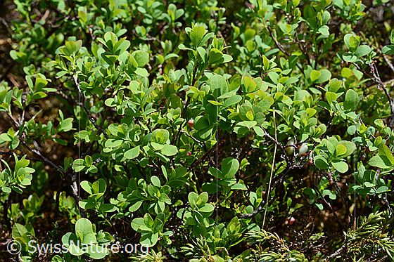Photo: Vaccinium myrtillus. Leaves and Ästchen.