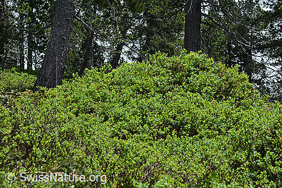 Foto: Heidelbeere (Vaccinium myrtillus). Ganze Pflanze (Habitus).