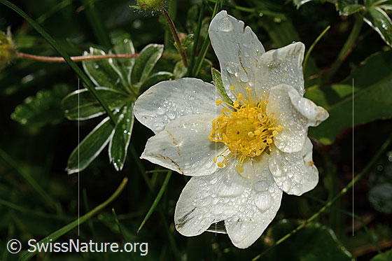 Foto: Silberwurz (Dryas octopetala). Blüte. Ansicht von oben.