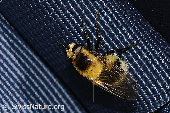 Photo: Volucella bombylans var. Plumata. Length 11 - 15mm. Female. View from diagonally above.