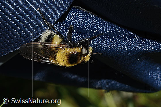 Photo: Volucella bombylans var. Plumata. Length 11 - 15mm. Female. View from the side above.