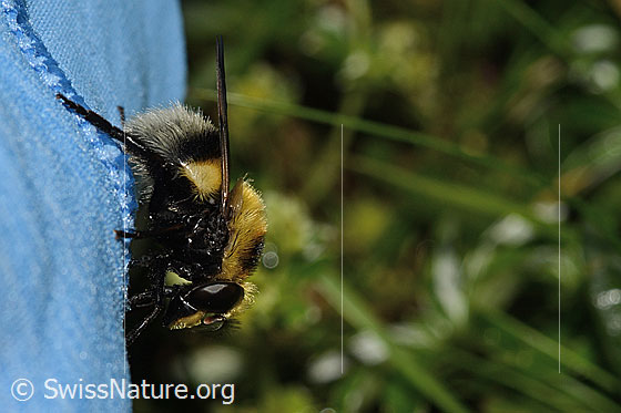Photo: Volucella bombylans var. Plumata. Length 11 - 15mm. Female. View from the side.