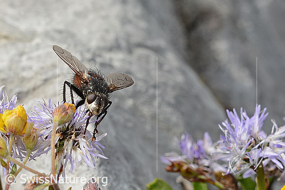 Foto: Wahrscheinlich Nowickia ferox (Raupenfliege) auf Herzblättrige Kugelblume (Globularia cordifolia). 13mm. Weibchen. Ansicht von vorne.