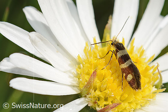 Photo: Probably Micropterix allionella on Aster bellidiastrum. View from side back.