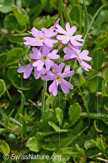Foto: Mehl-Primel (Primula farinosa). Blüten.