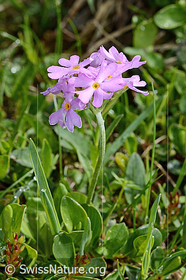 Foto: Mehl-Primel (Primula farinosa). Ganze Pflanze (Habitus).
