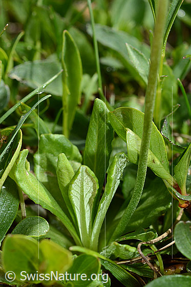 Foto: Mehl-Primel (Primula farinosa). Blätter und Stängel.