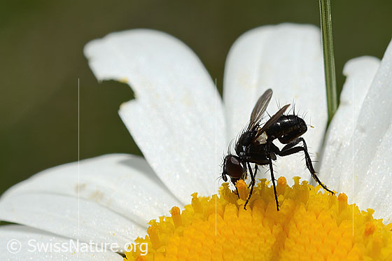 Foto: Erdwanzenfliege (Phania funesta) auf Gewöhnlicher Wiesen-Margerite (Leucanthemum vulgare). Länge 6mm. Ansicht von der Seite.