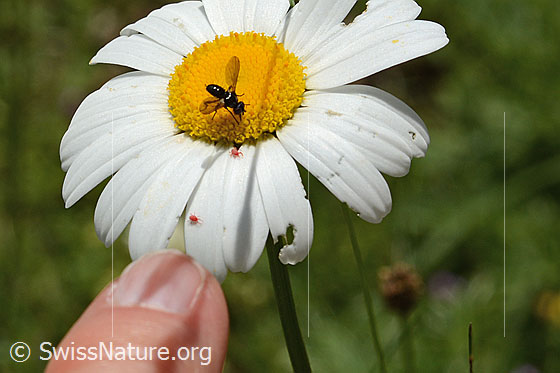 Foto: Erdwanzenfliege (Phania funesta) auf Gewöhnlicher Wiesen-Margerite (Leucanthemum vulgare). Länge 6mm.