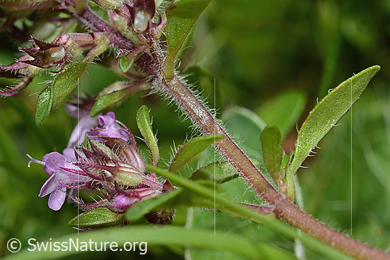 Foto: Vielhaariger Thymian (Thymus praecox ssp. polytrichus). Stängel.