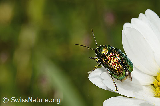 Smaragd-Fallkäfer (Cryptocephalus aureolus) auf Gewöhnlicher Wiesen-Margerite (Leucanthemum vulgare)