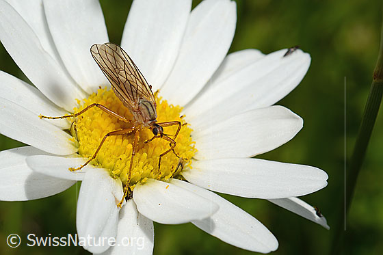 Empis digramma (Tanzfliege) auf Gewöhnlicher Wiesen-Margerite (Leucanthemum vulgare)