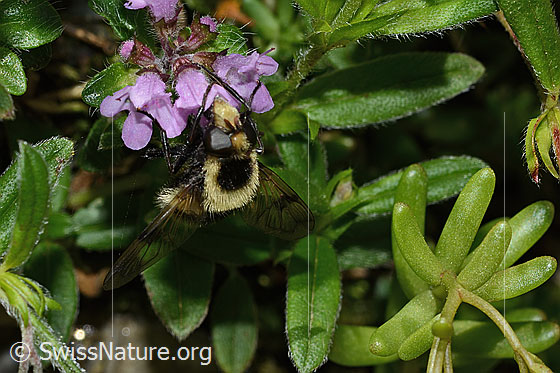 Foto: Hummel-Waldschwebfliege (Volucella bombylans var. plumata) auf Vielhaarigem Thymian (Thymus praecox ssp. polytrichus). Länge 11 - 15mm. Weibchen. Ansicht von vorne.
