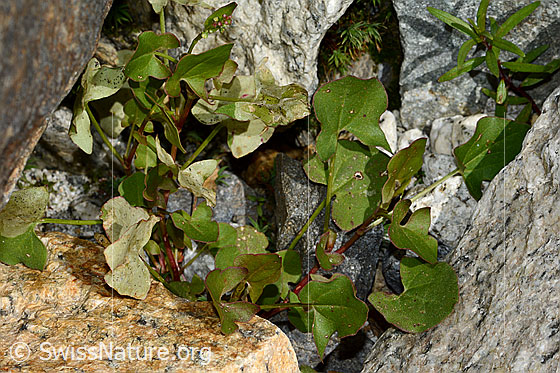 Photo: Rumex scutatus. Leaves.