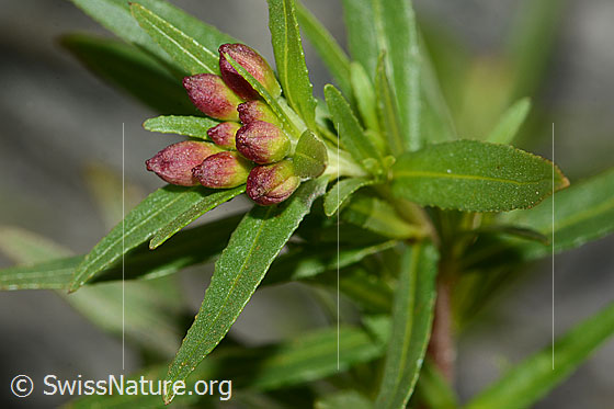 Photo: Epilobium fleischeri. Buds and leaves.