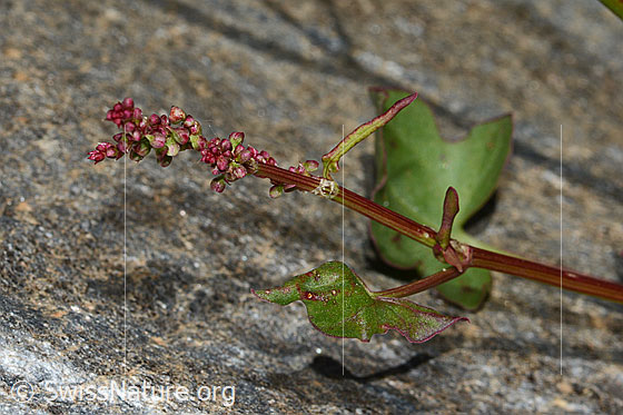 Photo: Rumex scutatus. Blossoms, stem and leaves.