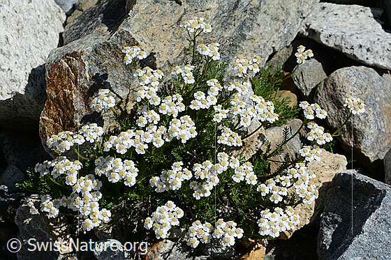 Foto: Moschus-Schafgarbe (Achillea erba-rotta). Ganze Pflanze (Habitus).