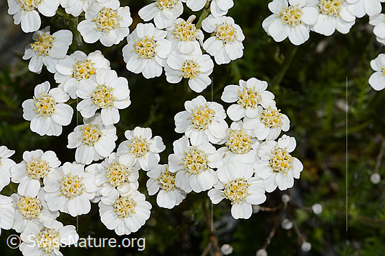 Foto: Moschus-Schafgarbe (Achillea erba-rotta). Blüten. Ansicht von oben.