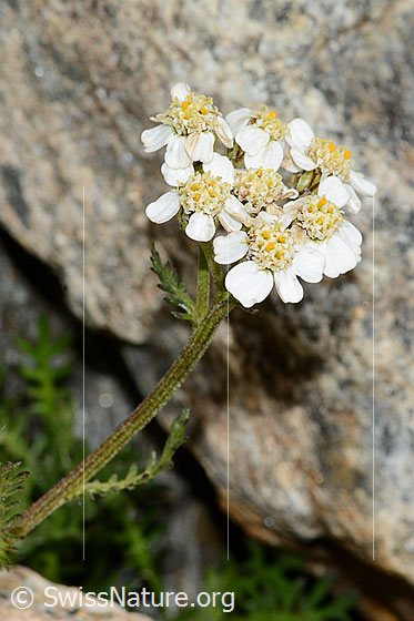 Foto: Moschus-Schafgarbe (Achillea erba-rotta). Stängel und Blüten.