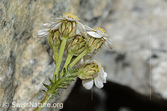 Foto: Moschus-Schafgarbe (Achillea erba-rotta). Blüten und Stängel. Ansicht von der Seite.