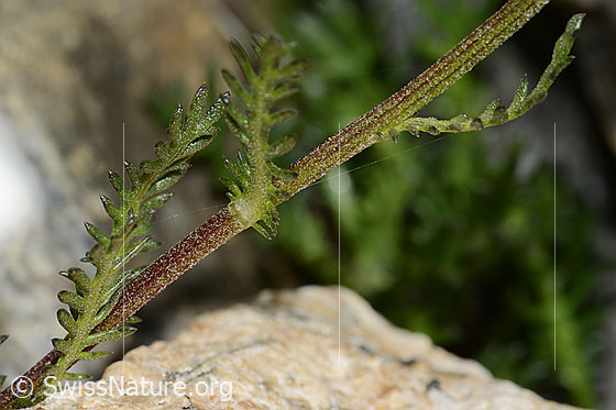 Foto: Moschus-Schafgarbe (Achillea erba-rotta). Blüten mit braun gerandeten Hüllblätter.