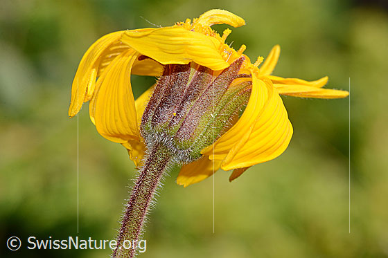 Foto: Arnika (Arnica montana). Blüte, Kelch und Stängel.
