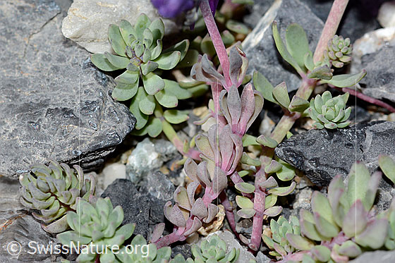 Foto: Alpen-Leinkraut (Linaria alpina). Blätter und Stängel.
