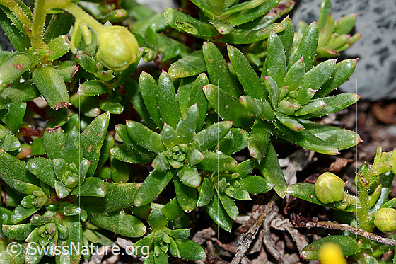 Foto: Bewimperter Steinbrech (Saxifraga aizoides). Blätter.