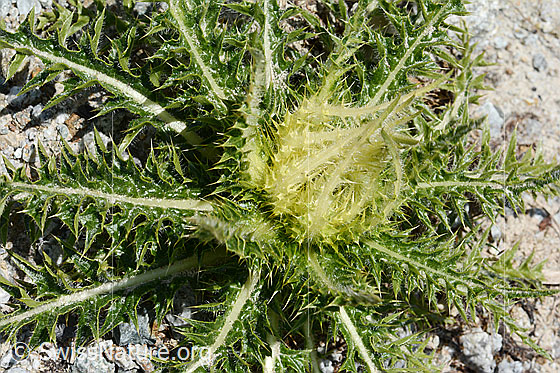 Foto: Alpen-Kratzdistel (Cirsium spinosissimum). Ganze Pflanze (Habitus). Ansicht von schräg oben.