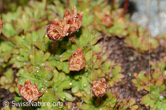 Foto: Séguiers Steinbrech (Saxifraga seguieri). Verblühte Blüten.