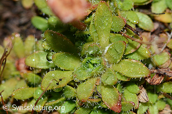 Foto: Séguiers Steinbrech (Saxifraga seguieri). Blätter.