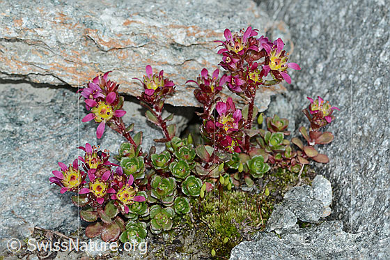 Foto: Zweiblütiger Steinbrech (Saxifraga biflora). Ganze Pflanze (Habituus).  Ansicht von schräg oben.