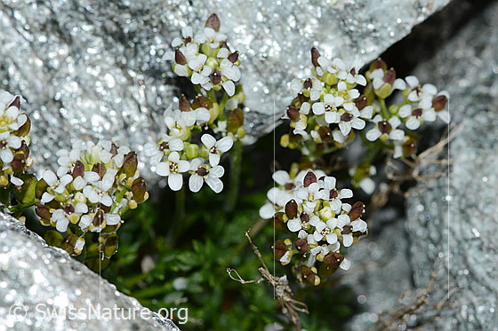 Foto: Kurzstängelige Gämskresse (Pritzelago alpina ssp. brevicaulis). Ganze Pflanze (Habitus). Höhe = 2cm.