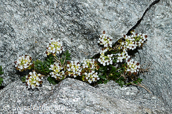 Foto: Kurzstängelige Gämskresse (Pritzelago alpina ssp. brevicaulis). Ganze Pflanze (Habitus).