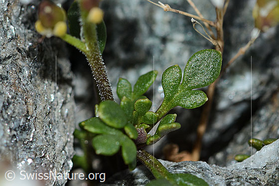 Foto: Kurzstängelige Gämskresse (Pritzelago alpina ssp. brevicaulis). Blätter und Stängel.