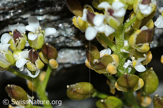 Foto: Kurzstängelige Gämskresse (Pritzelago alpina ssp. brevicaulis). Blüten und Früchte.