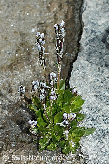 Foto: Bläuliche Gänsekresse (Arabis caerulea). Ganze Pflanze (Habitus).
