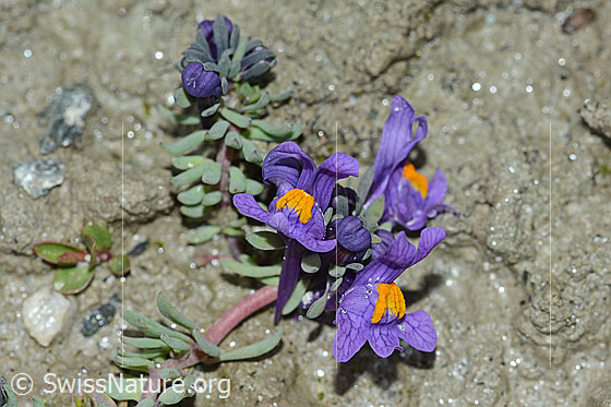 Photo: Linaria alpina. Blossoms. View from the front.