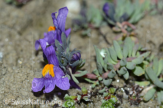 Photo: Linaria alpina. Blossom.