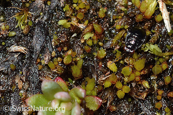 Foto: Wahrscheinlich Micracanthia fennica (Uferwanze). Länge 2.5mm. Larve. Eiszeitrelikt. Ansicht von vorne oben.