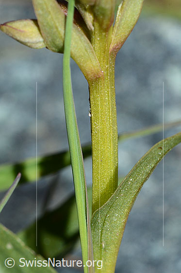 Foto: Grüne Hohlzunge (Coeloglossum viride). Stängel.