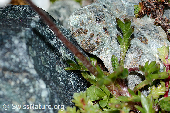 Photo: Leucanthemopsis alpina. Stem and leaves.