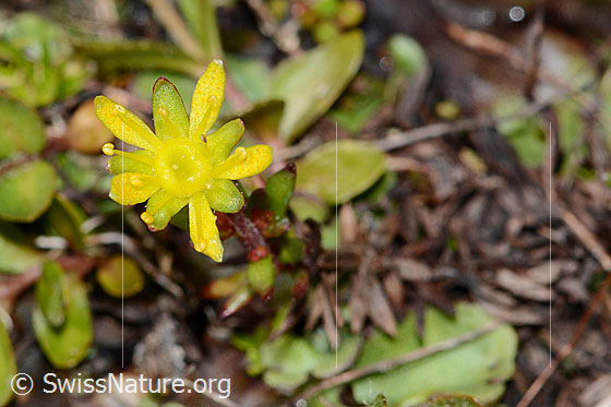 Foto: Bewimperter Steinbrech (Saxifraga aizoides). Blüte.