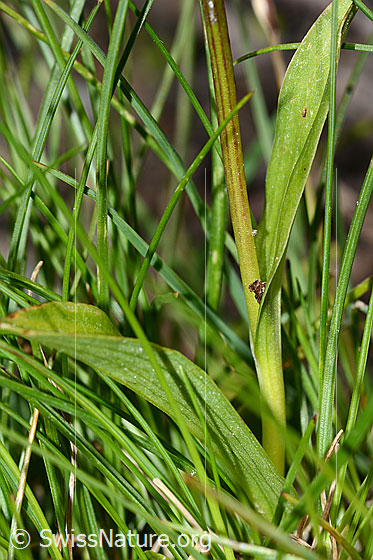 Photo: Coeloglossum viride. Stem and leaves.