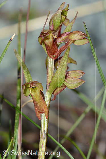 Photo: Coeloglossum viride. Stem and blossom.