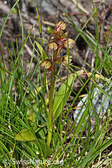 Photo: Coeloglossum viride, Ganze Pfanze (habiti).