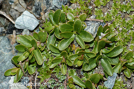 Photo: Veronica fruticans. Leaves.